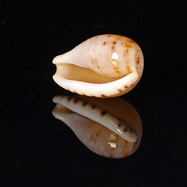 Image of toothless cowrie