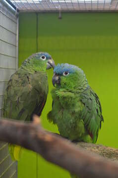 صورة Amazona guatemalae (Sclater & PL 1860)