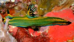 Image of Gold and olive lined slug
