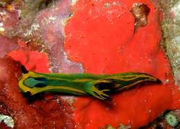 Image of Gold and olive lined slug