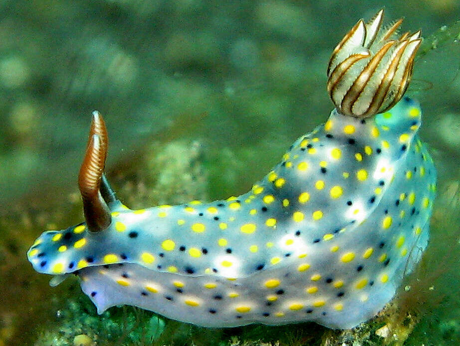 Image of Red gilled yellow spotted green slug