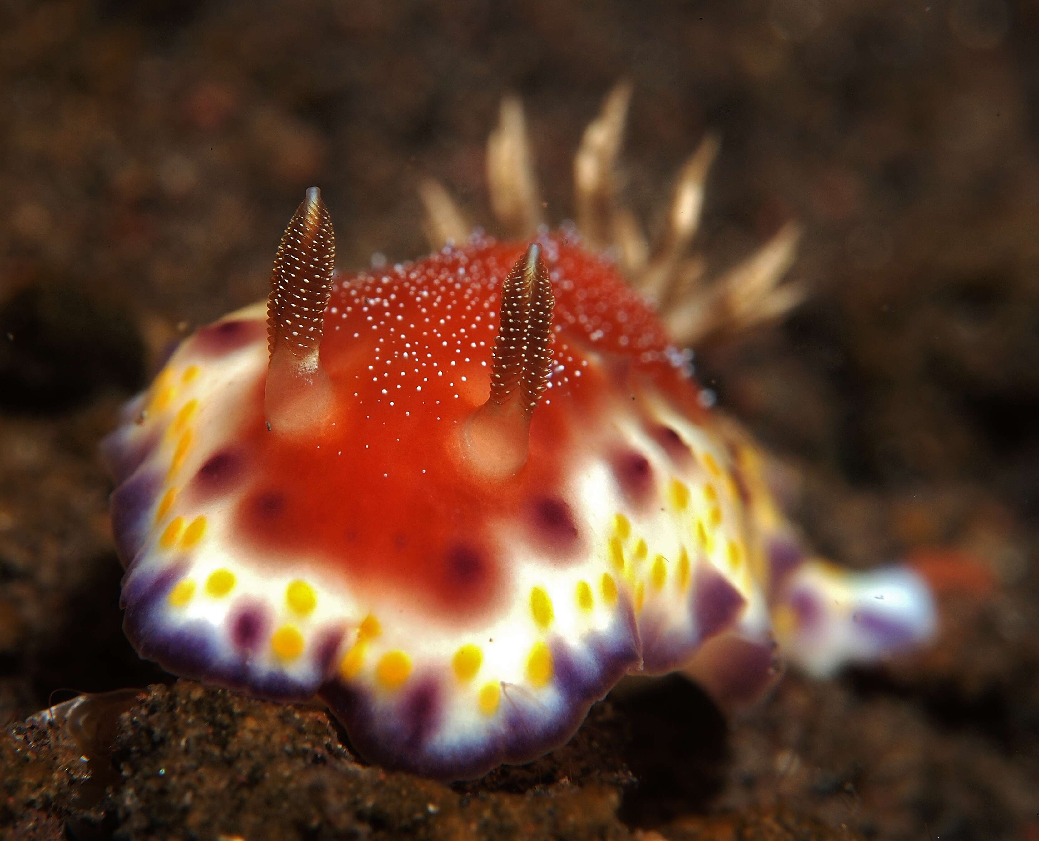 Image of Goniobranchus collingwoodi (Rudman 1987)