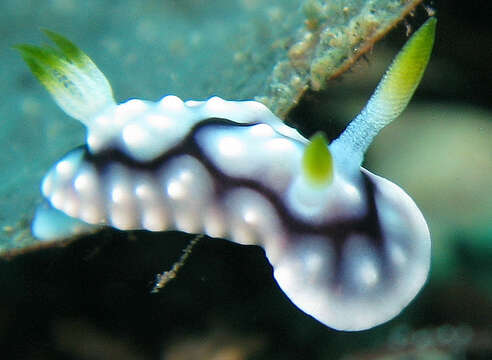 Image of Geometric brown headflapper slug