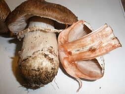 Image of Agaricus pattersoniae Peck 1907