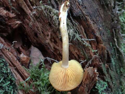 Image of Tricholomopsis ornata (Fr.) Singer 1943