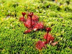 Image of Drosera uniflora Willd.