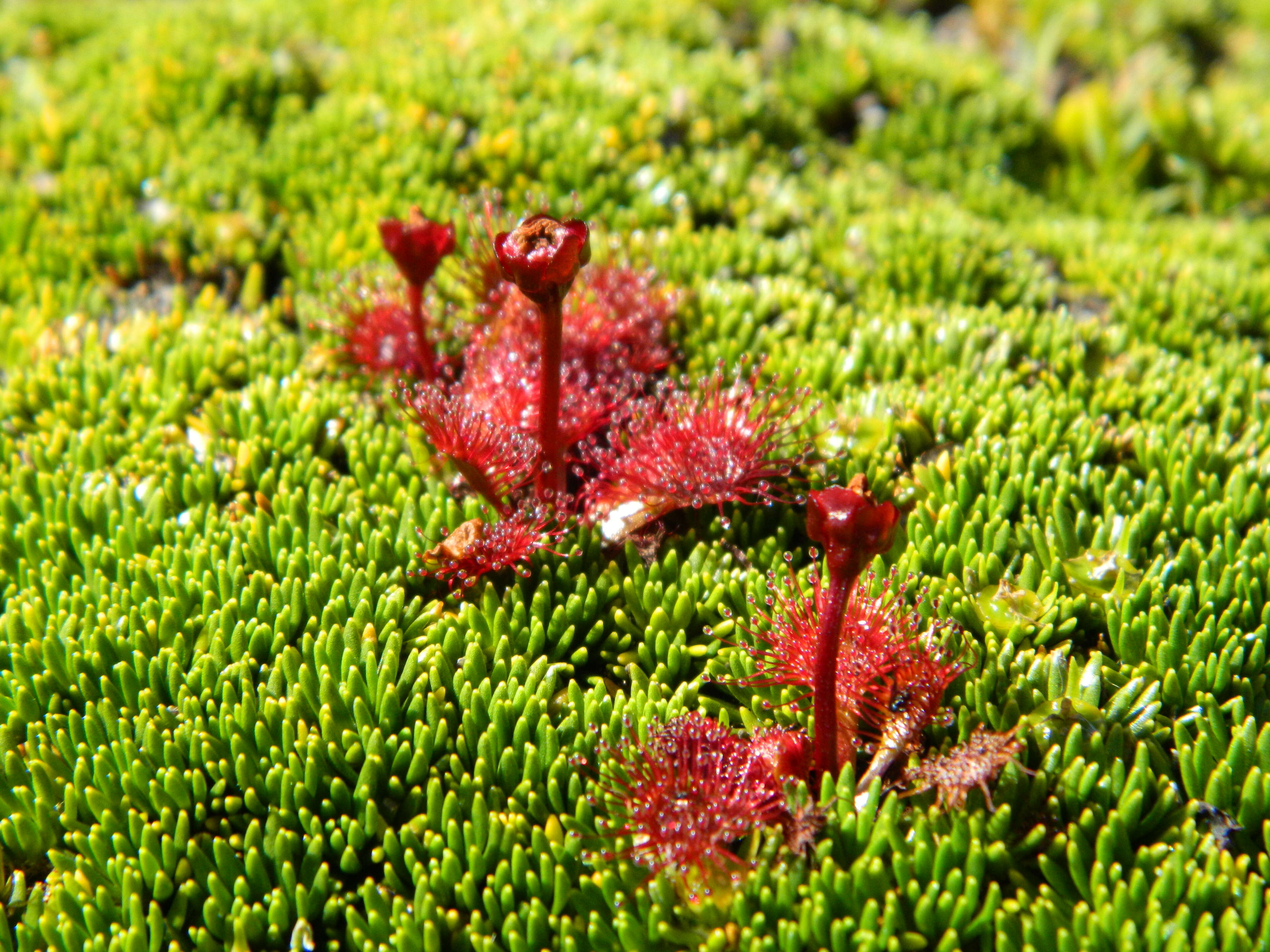 Image of Drosera uniflora Willd.