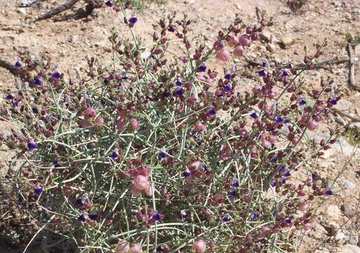 Imagem de Scutellaria mexicana (Torr.) A. J. Paton