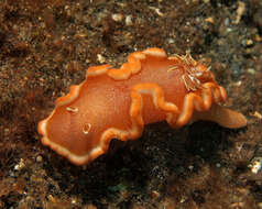 Image of Red-margined orange slug