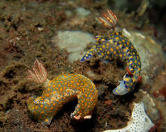 Image of Red gilled yellow spotted green slug