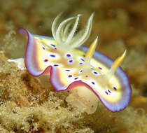 Image of Purple spot skirt lifter slug