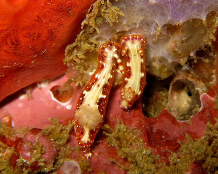 Image of Hypselodoris maculosa (Pease 1871)