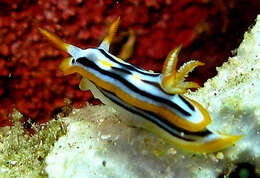 Image of Chromodoris strigata Rudman 1982