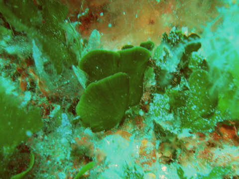 Image of Flabellia petiolata