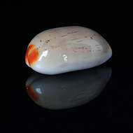 Image of Isabell cowry