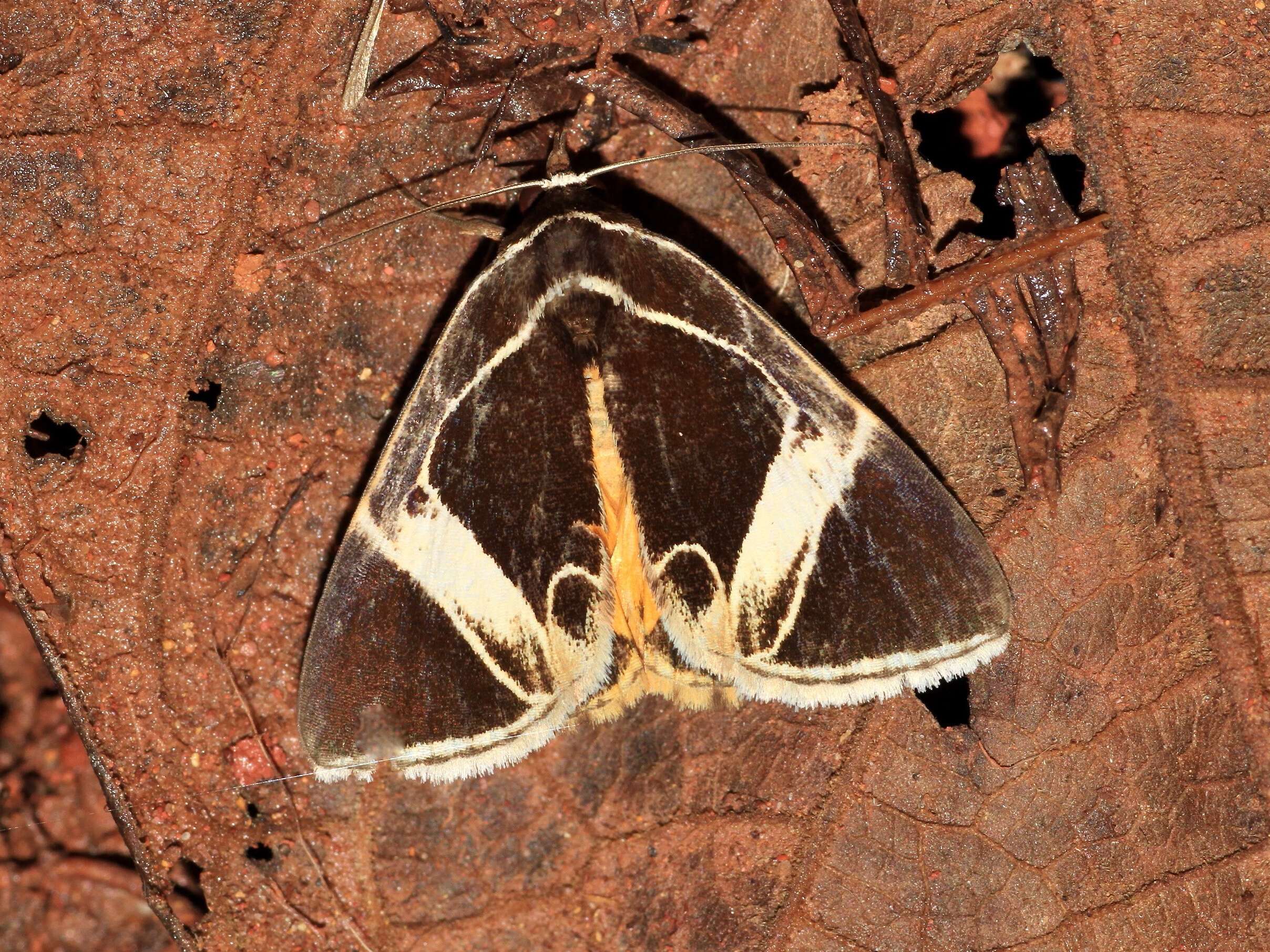 Image of Fodina sumatrensis Prout 1924