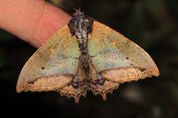 Sivun Pterocyclophora ridleyi Hampson 1913 kuva