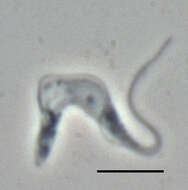 Слика од Trypanosoma subgen. Trypanozoon