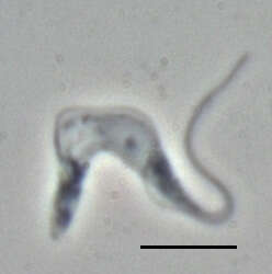 Слика од Trypanosoma subgen. Trypanozoon