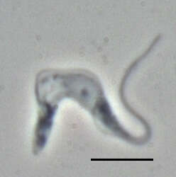 Image of Trypanosoma subgen. Trypanozoon