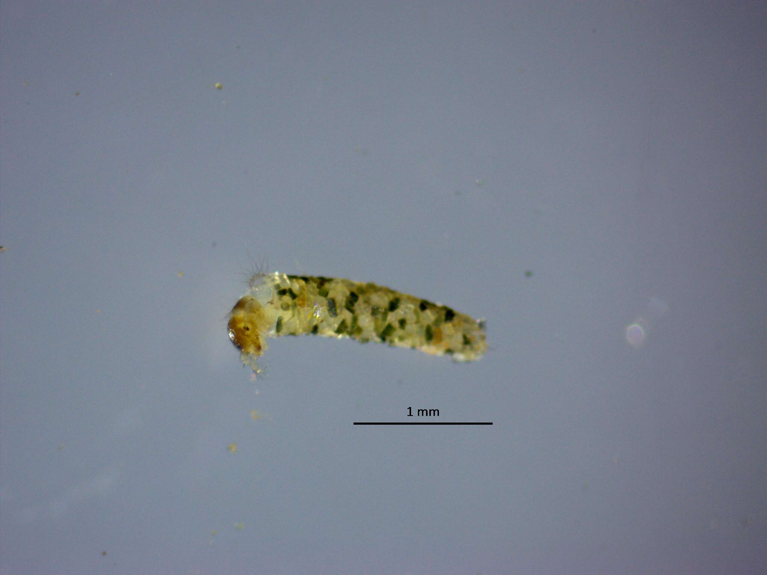 Слика од Sericostoma