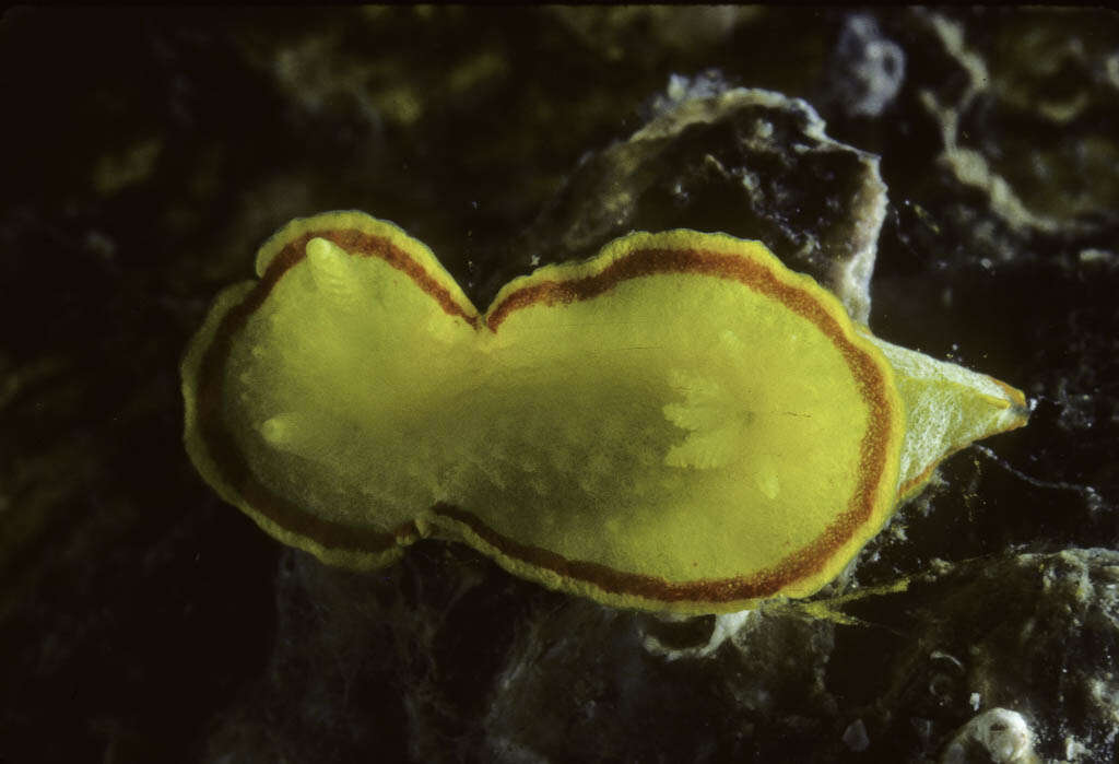 صورة Diaphorodoris mitsuii (Baba 1938)