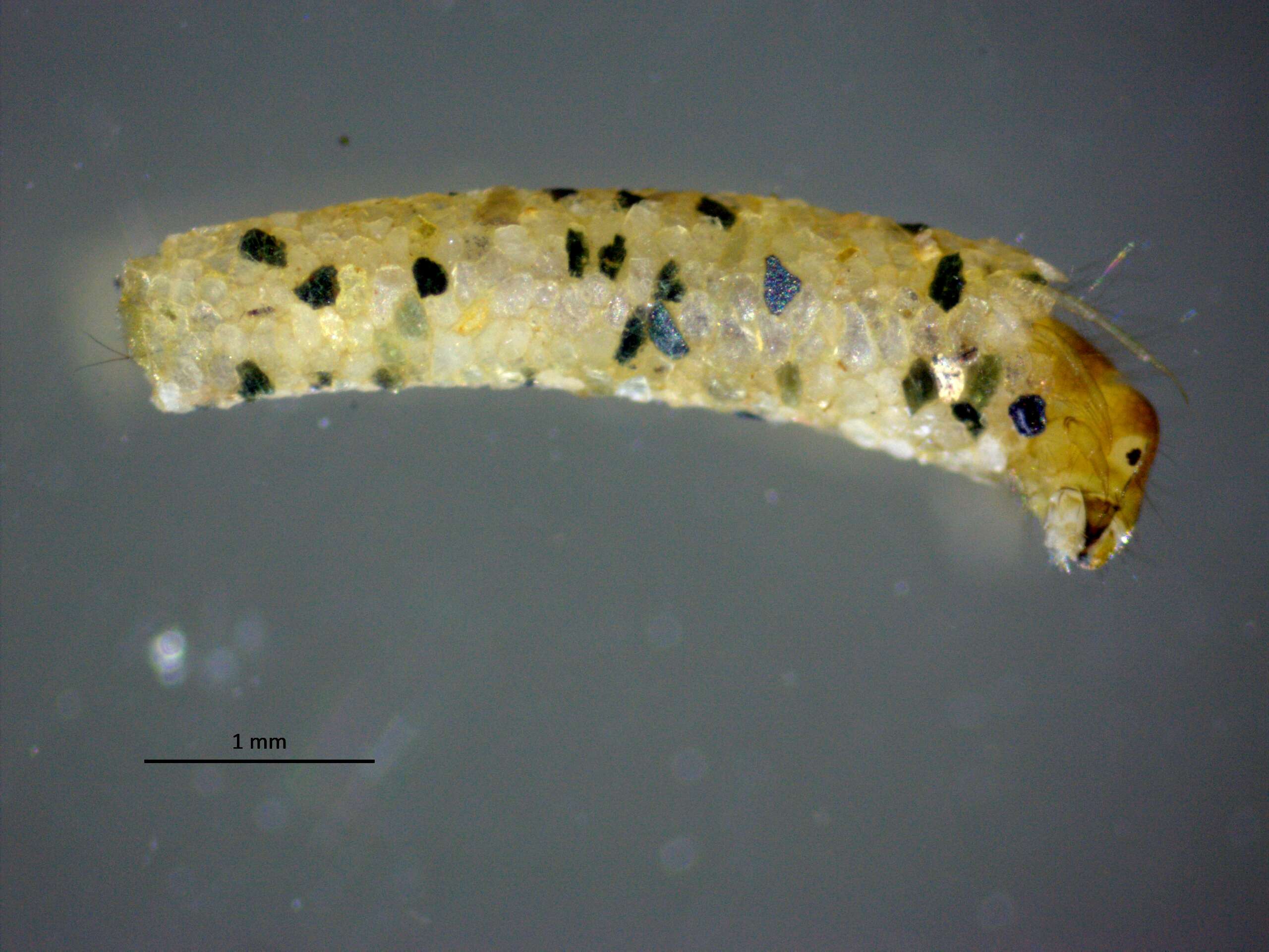 Слика од Sericostoma