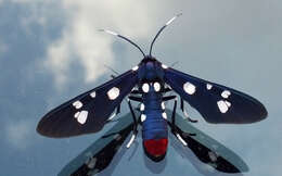 Image of Oleander Moth