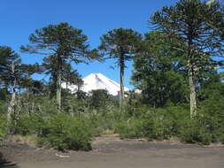 Image of Monkey Puzzle