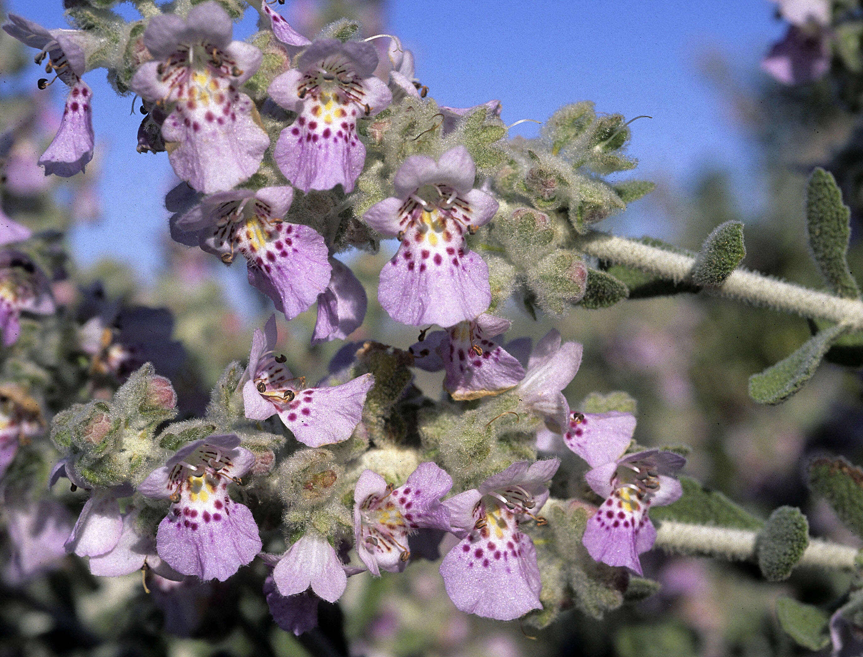 Plancia ëd Quoya atriplicina (F. Muell.) B. J. Conn & Henwood