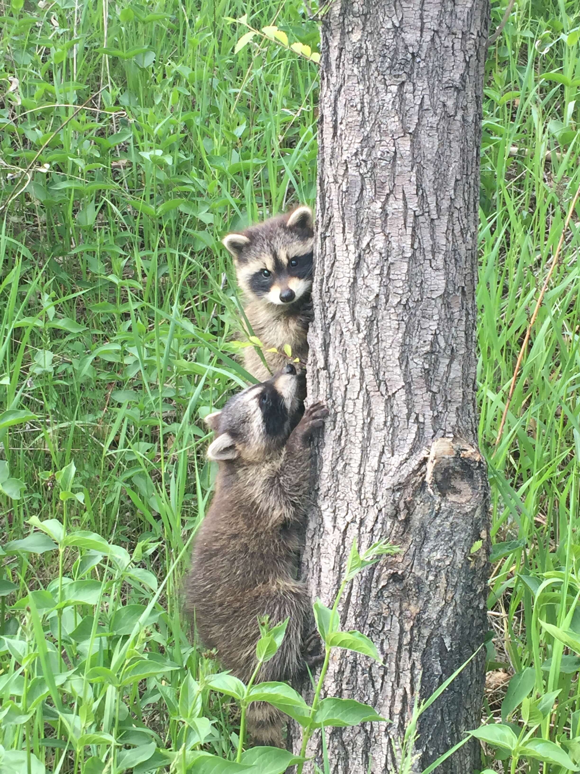 Image of raccoons