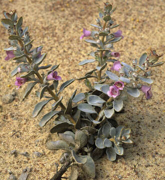 Image of Quoya oldfieldii (F. Muell.) B. J. Conn & Henwood