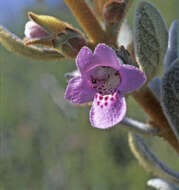 Image of Quoya oldfieldii (F. Muell.) B. J. Conn & Henwood