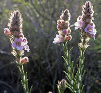 Image of Hemiphora bartlingii (Lehm.) B. J. Conn & Henwood