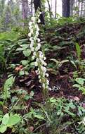 Image of coiled lousewort