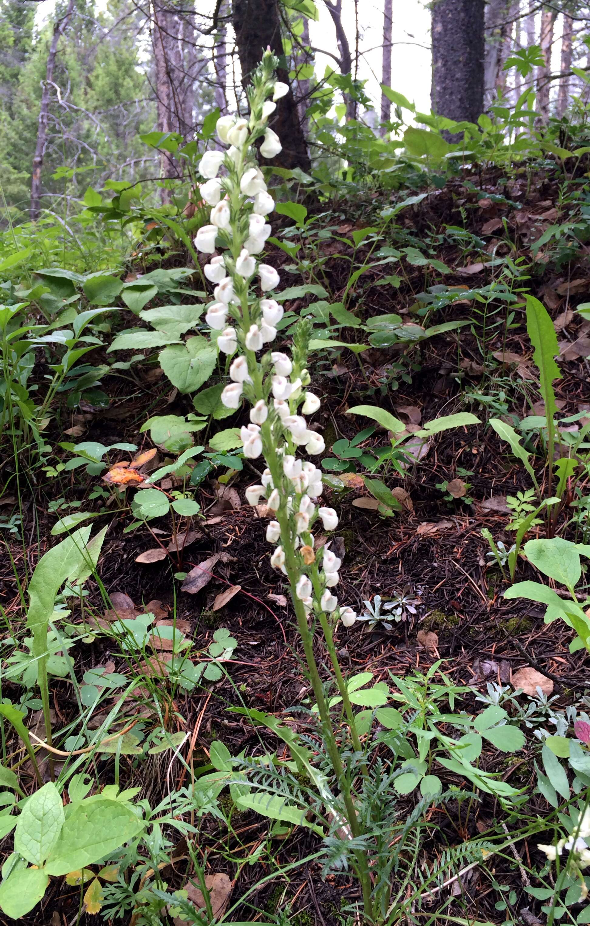 Image of coiled lousewort