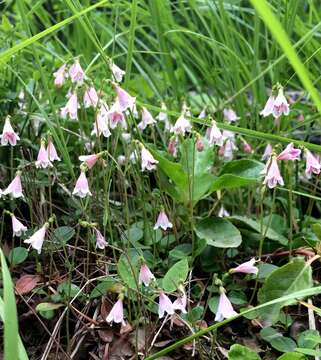 Image of Twinflower