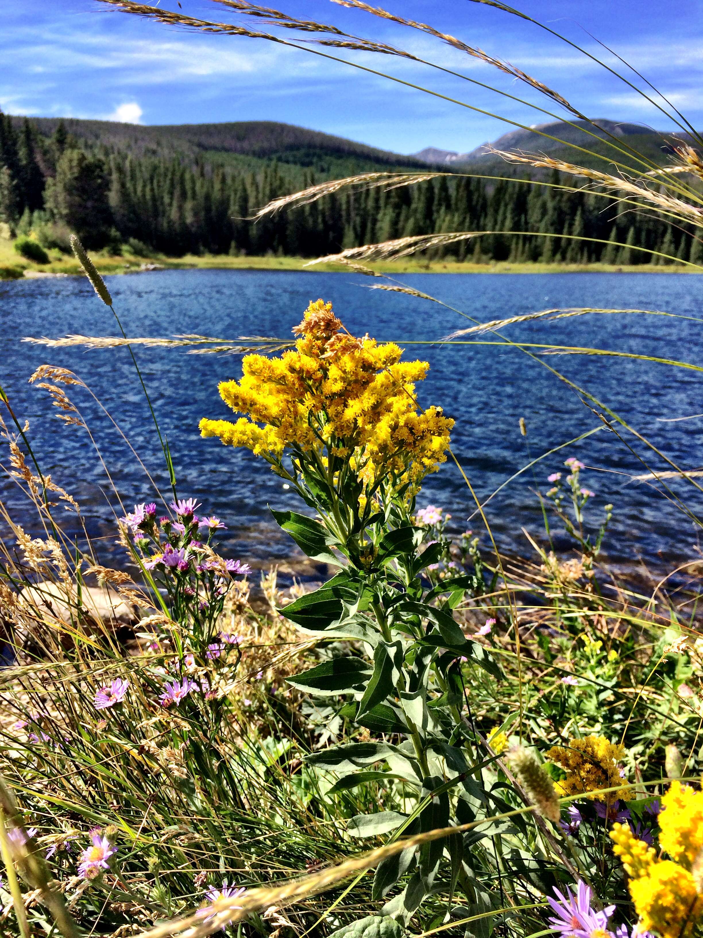 Image of Missouri goldenrod