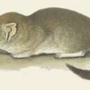 Image of Brush-tailed Mulgara