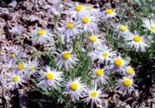 Image de Erigeron pulcherrimus A. A. Heller