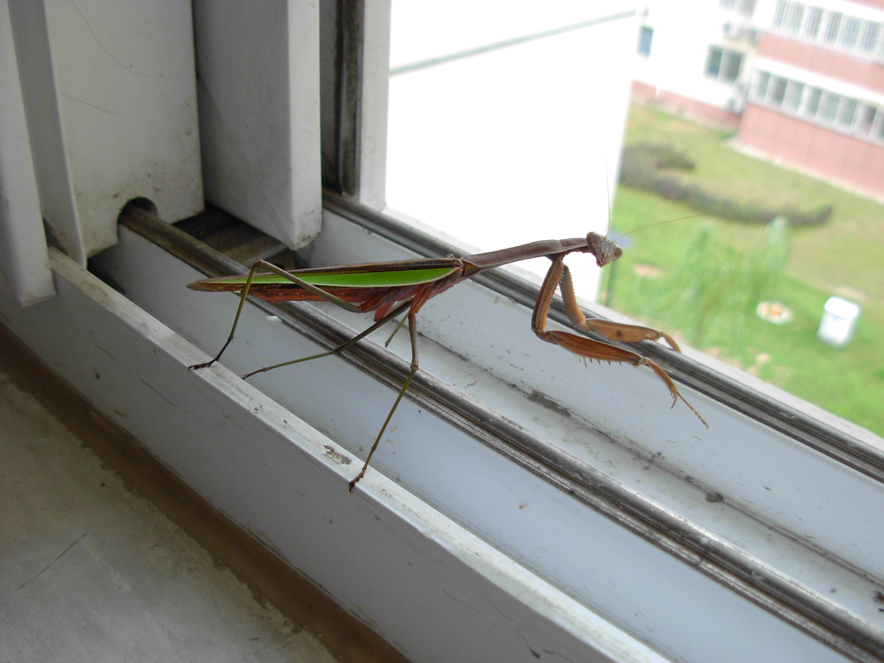 Image of Chinese mantis