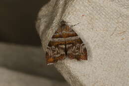 Image of Choreutis periploca