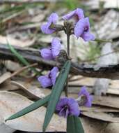 Image of Blue Bonnet