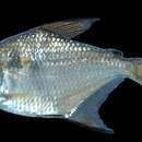 Image of Poptella