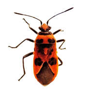 Image of black & red squash bug