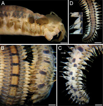 Image of Lepidastheniinae