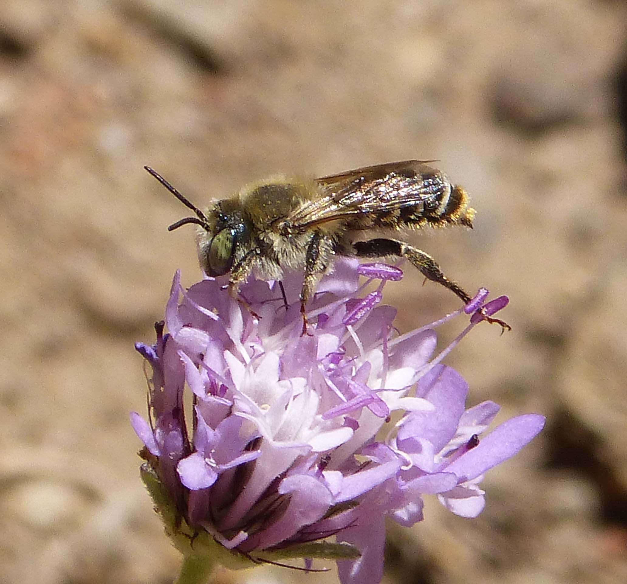 Image of Mediterranean Wood-boring Bee