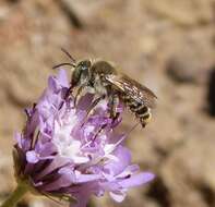 Image of Mediterranean Wood-boring Bee