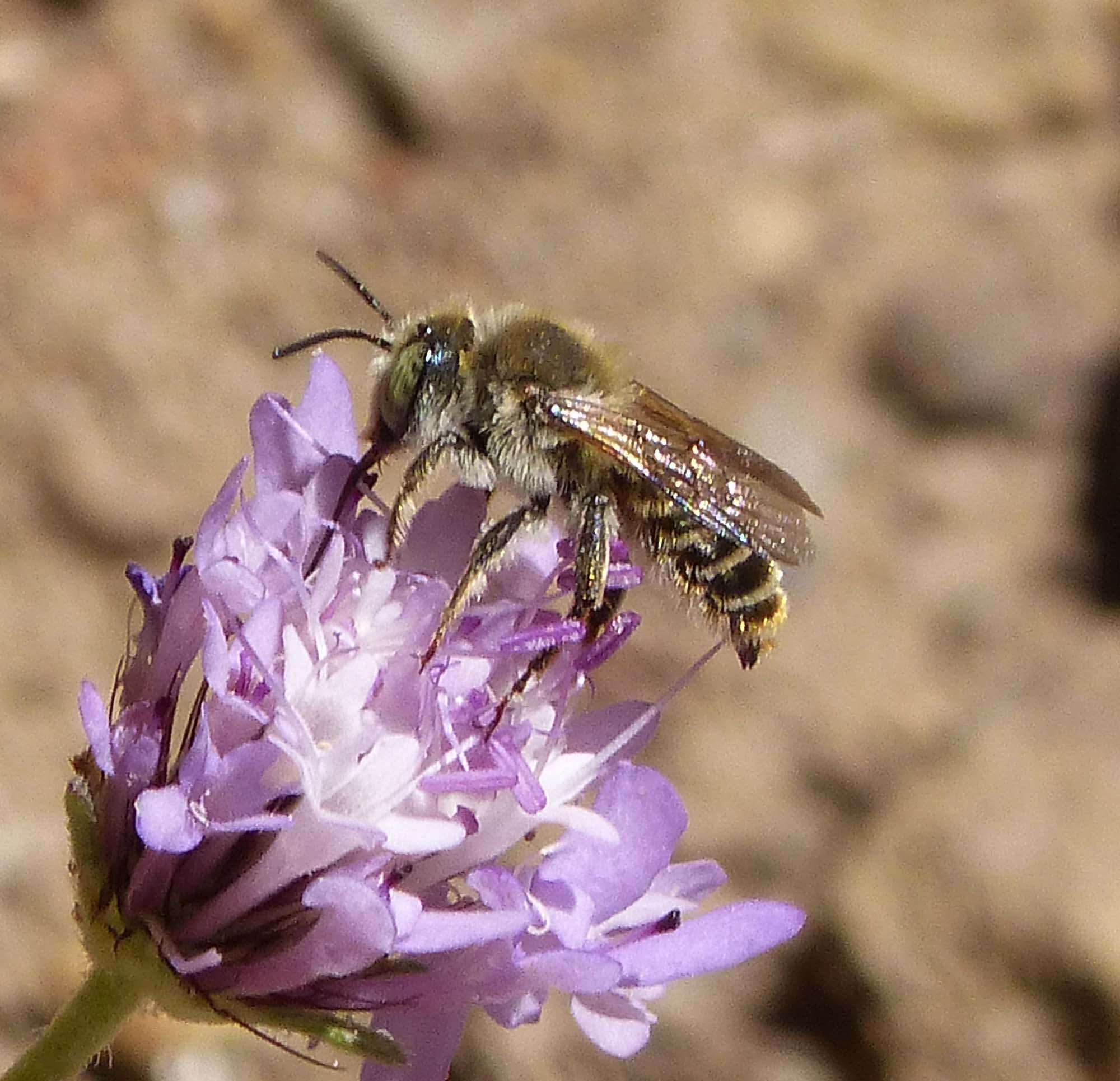 Image of Mediterranean Wood-boring Bee