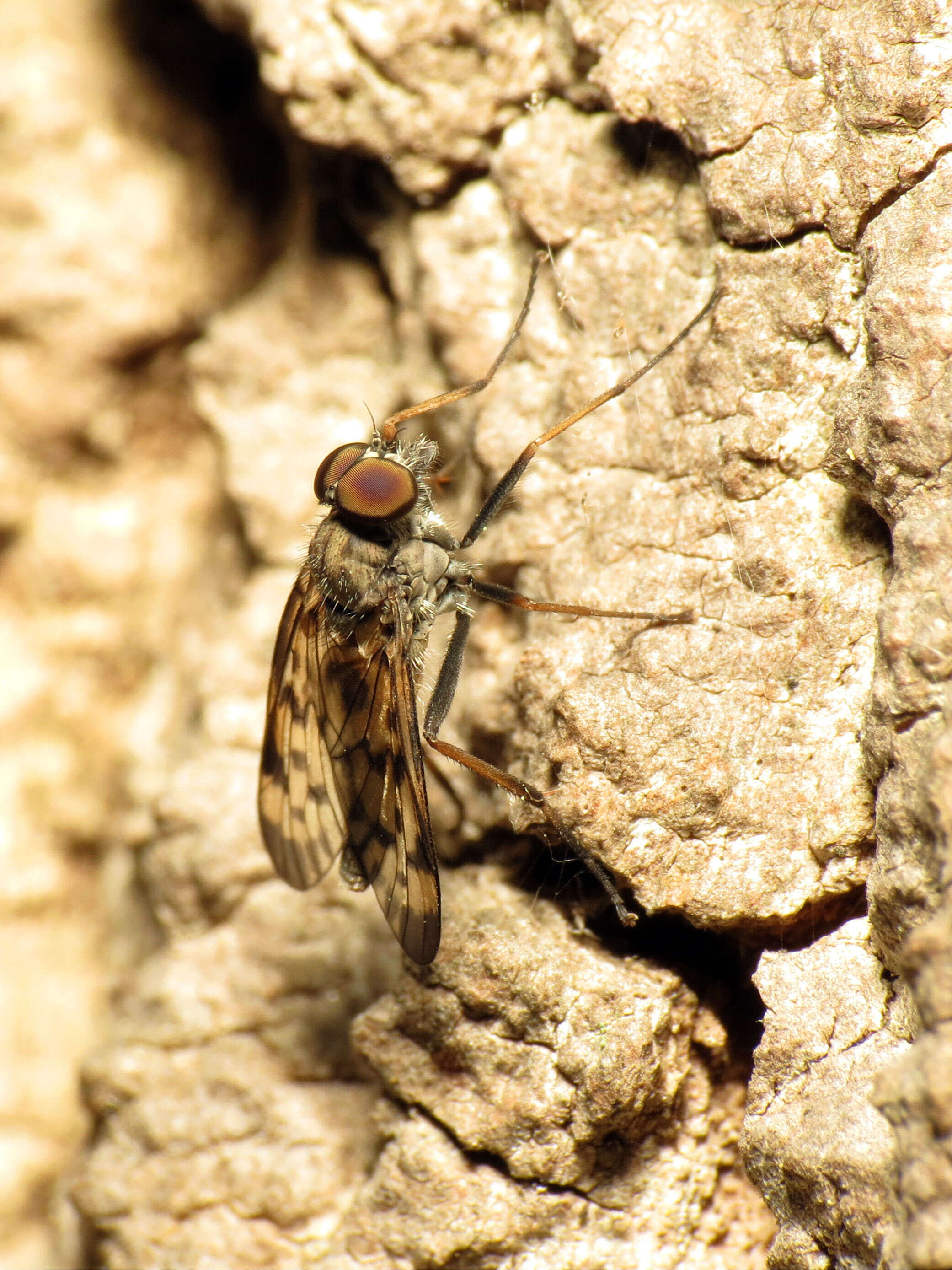 Image of Lesser Variegated Snipe Fly